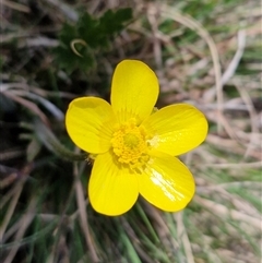 Ranunculus lappaceus (Australian Buttercup) at Gundary, NSW - 27 Sep 2025 by trevorpreston