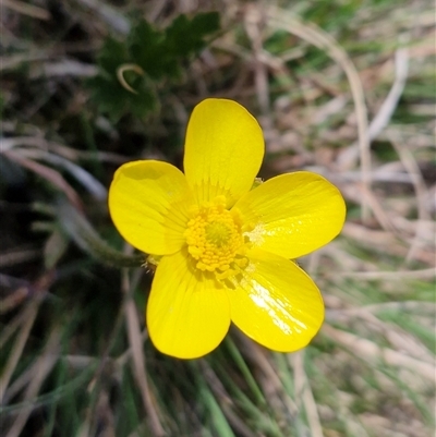Ranunculus lappaceus (Australian Buttercup) at Gundary, NSW - 27 Sep 2025 by trevorpreston