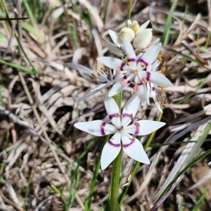 Wurmbea dioica subsp. dioica (Early Nancy) at Gundary, NSW - 27 Sep 2025 by trevorpreston