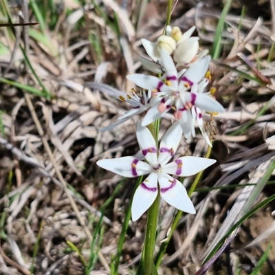 Wurmbea dioica subsp. dioica (Early Nancy) at Gundary, NSW - 27 Sep 2025 by trevorpreston