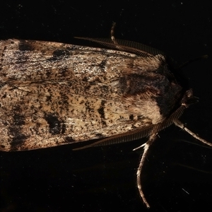 Agrotis porphyricollis (Variable Cutworm) at Rosedale, NSW - 28 Jul 2025 by jb2602