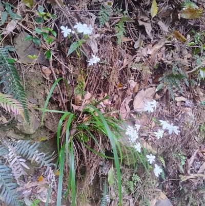 Libertia paniculata (Branching Grass-flag) at Upper Kangaroo Valley, NSW - 27 Sep 2025 by Baronia