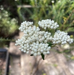 Maireana pyramidata at Dunbogan, NSW - 27 Sep 2025 by LPW