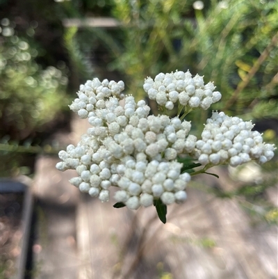 Maireana pyramidata at Dunbogan, NSW - 27 Sep 2025 by LPW