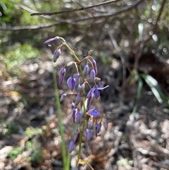 Dianella caerulea var. producta at Dunbogan, NSW - 27 Sep 2025 by LPW