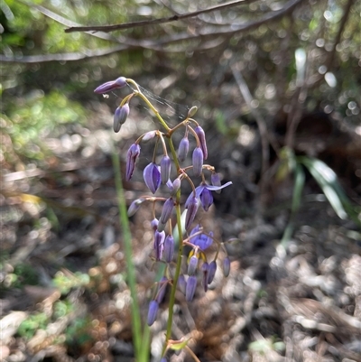 Dianella caerulea var. producta at Dunbogan, NSW - 27 Sep 2025 by LPW