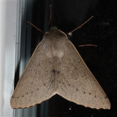 Arhodia lasiocamparia (Pink Arhodia (Oenochrominae)) at Rosedale, NSW - 28 Jul 2025 by jb2602