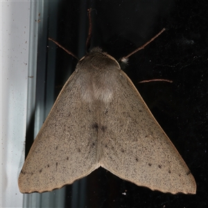 Arhodia lasiocamparia (Pink Arhodia (Oenochrominae)) at Rosedale, NSW - 28 Jul 2025 by jb2602