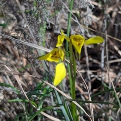 Diuris chryseopsis (Golden Moth) at Kambah, ACT - 27 Sep 2025 by JP95