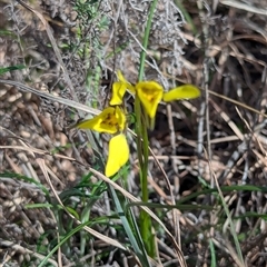 Diuris chryseopsis at Kambah, ACT - suppressed