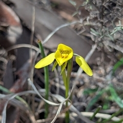 Diuris chryseopsis at Kambah, ACT - suppressed