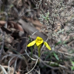 Diuris chryseopsis at Kambah, ACT - suppressed