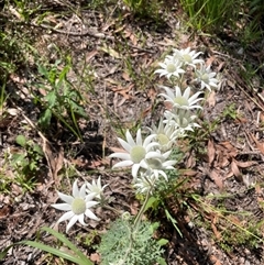 Actinotus helianthi at Dunbogan, NSW - 27 Sep 2025 by LPW