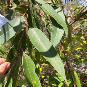 Unverified Gum Tree at Dunbogan, NSW - 27 Sep 2025 by LPW