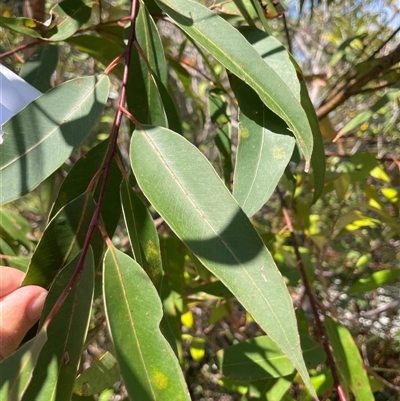Unverified Gum Tree at Dunbogan, NSW - 27 Sep 2025 by LPW