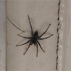 Nyssus coloripes (Spotted Ground Swift Spider) at Lyons, ACT - 27 Sep 2025 by ran452