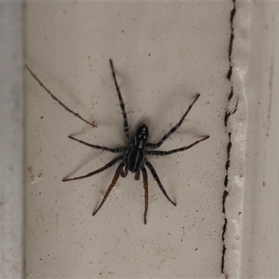 Nyssus coloripes (Spotted Ground Swift Spider) at Lyons, ACT - 27 Sep 2025 by ran452