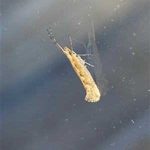 Plutella xylostella (Diamondback Moth) at Jerrabomberra, NSW - 27 Sep 2025 by SteveBorkowskis