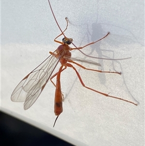 Unverified Parasitic wasp (numerous families) by SteveBorkowskis