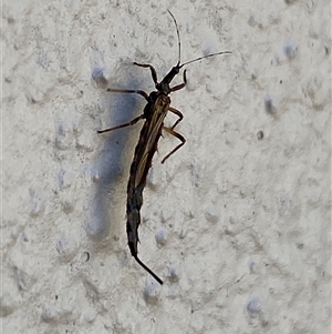 Idolothrips spectrum (Giant thrips) by SteveBorkowskis