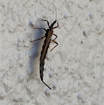 Idolothrips spectrum (Giant thrips) at  - suppressed by SteveBorkowskis