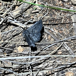 Melanodes anthracitaria (Black Geometrid) by JimL