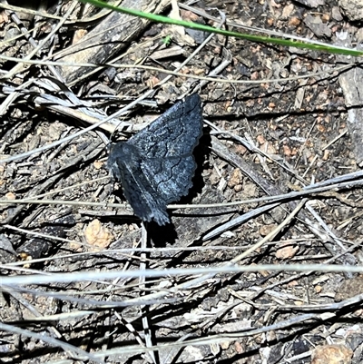 Melanodes anthracitaria (Black Geometrid) at  - suppressed by JimL