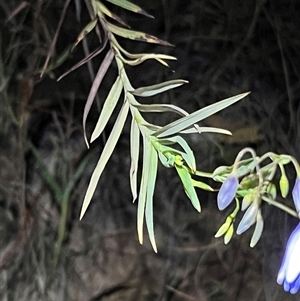 Stypandra glauca (Nodding Blue Lily) at Acton, ACT - 23 Sep 2025 by JimL