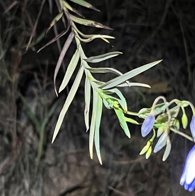 Stypandra glauca (Nodding Blue Lily) at Acton, ACT - 23 Sep 2025 by JimL