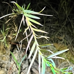 Stypandra glauca at Acton, ACT - suppressed