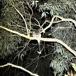 Pseudocheirus peregrinus (Common Ringtail Possum) by JimL