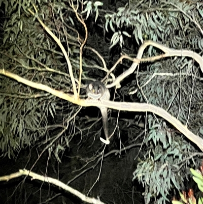Pseudocheirus peregrinus (Common Ringtail Possum) at Acton, ACT - 23 Sep 2025 by JimL