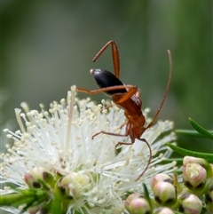 Cerambycidae (family) at Bargo, NSW - 27 Sep 2025 by Snows