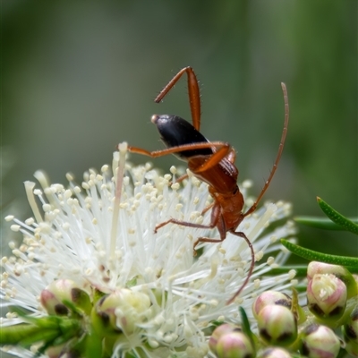 Cerambycidae (family) at Bargo, NSW - 27 Sep 2025 by Snows