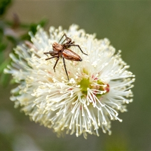 Oxyopes (genus) (Lynx spider) at Bargo, NSW - 27 Sep 2025 by Snows
