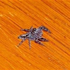Sandalodes superbus (Ludicra Jumping Spider) at Bargo, NSW - 17 Sep 2025 by Snows