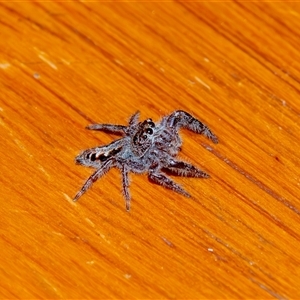 Sandalodes superbus (Ludicra Jumping Spider) at Bargo, NSW - 17 Sep 2025 by Snows