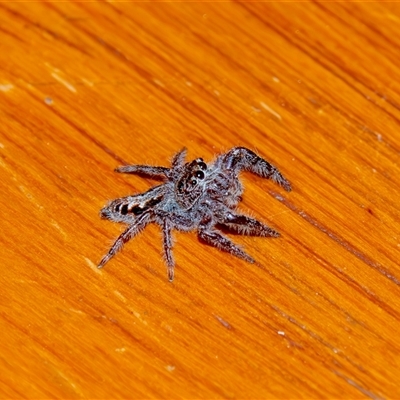 Sandalodes superbus (Ludicra Jumping Spider) at Bargo, NSW - 17 Sep 2025 by Snows