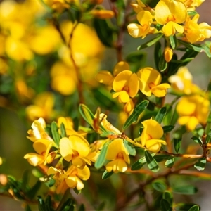 Pultenaea flexilis at Bargo, NSW - 25 Sep 2025 by Snows