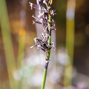 Lepidosperma (genus) at Bargo, NSW - 25 Sep 2025 by Snows