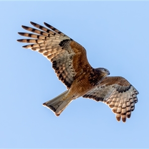 Lophoictinia isura (Square-tailed Kite) at Bargo, NSW - 7 Sep 2025 by Snows