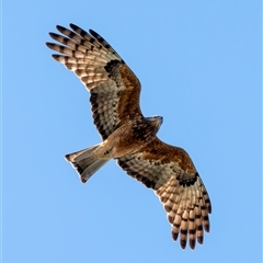 Lophoictinia isura at Bargo, NSW - suppressed