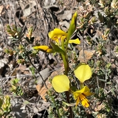 Diuris nigromontana (Black Mountain Leopard Orchid) at Bruce, ACT - 27 Sep 2025 by Jennybach