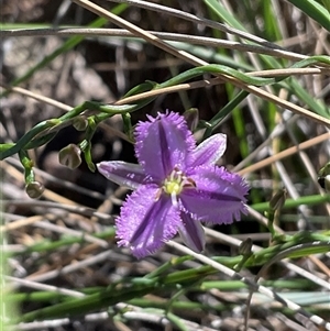 Thysanotus patersonii (Twining Fringe Lily) at Acton, ACT - 27 Sep 2025 by Jennybach