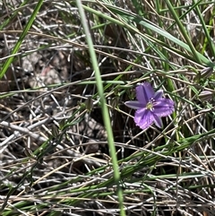 Thysanotus patersonii at Acton, ACT - 27 Sep 2025 12:46 PM