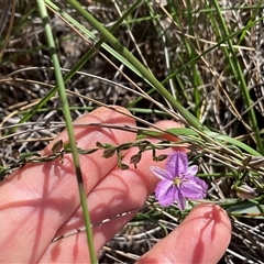 Thysanotus patersonii at Acton, ACT - 27 Sep 2025 12:46 PM