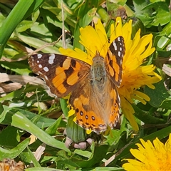 Vanessa kershawi (Australian Painted Lady) at Braidwood, NSW - 27 Sep 2025 by MatthewFrawley