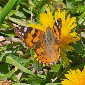 Vanessa kershawi (Australian Painted Lady) at Braidwood, NSW - 27 Sep 2025 by MatthewFrawley