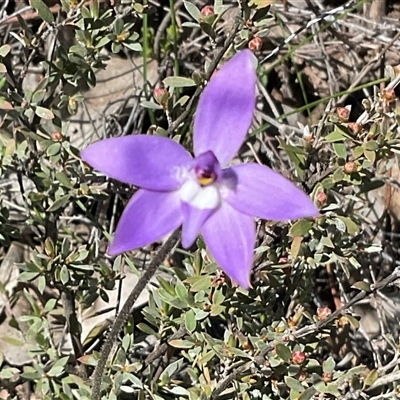 Glossodia major (Wax Lip Orchid) at Aranda, ACT - 27 Sep 2025 by Jennybach