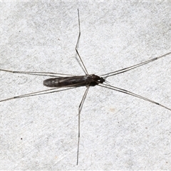 Limoniidae (family) (Unknown Limoniid Crane Fly) at Rosedale, NSW - 28 Jul 2025 by jb2602